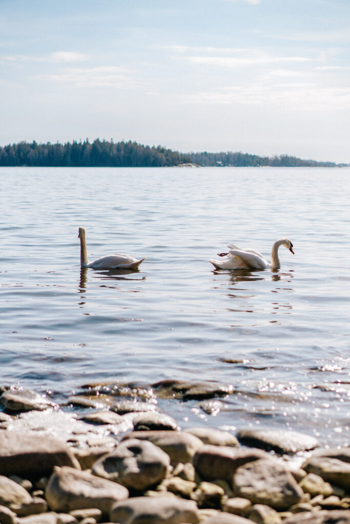 Kaksi joutsenta vedessä Karhusaaren edustalla.